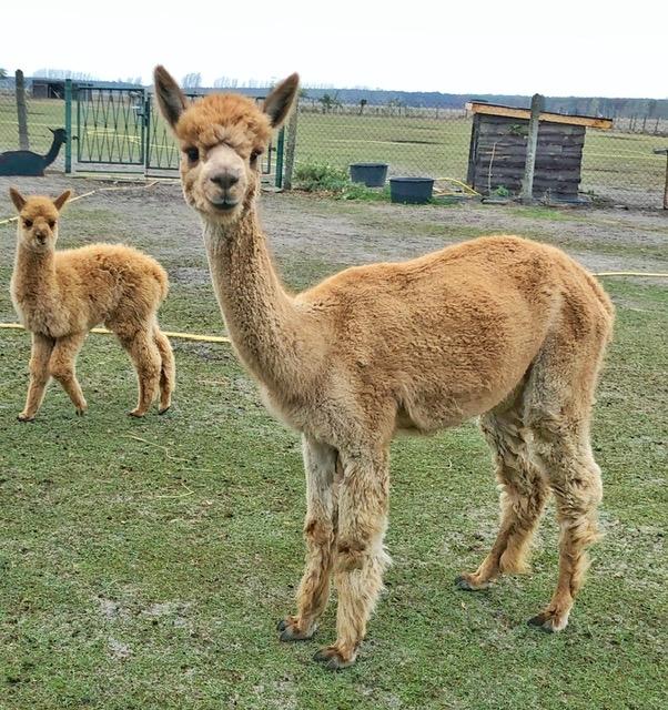 AlpacaSeller | Alpakas zu Verkaufen | Alpaka-Züchter