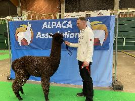 AlpacaSeller Alpakas zu Verkaufen Alpaka Z chter