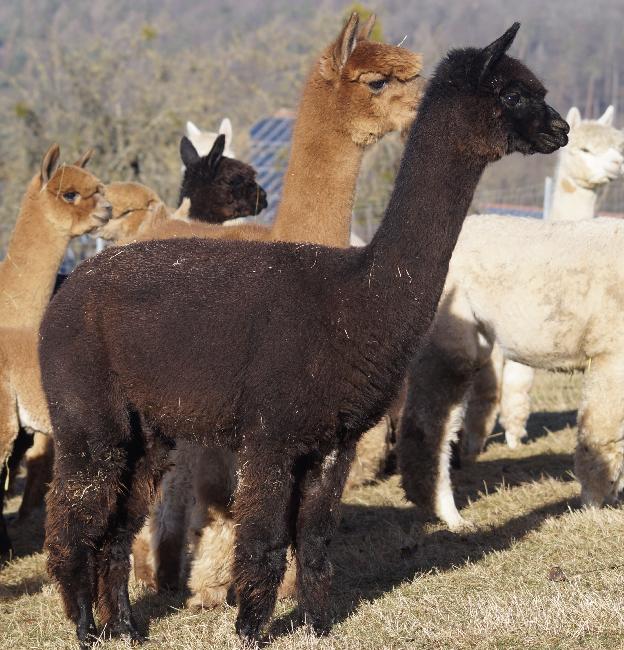 AlpacaSeller Alpakas zu Verkaufen Alpaka Z chter