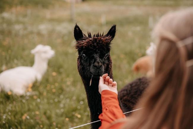 AlpacaSeller Alpakas zu Verkaufen Alpaka Z chter