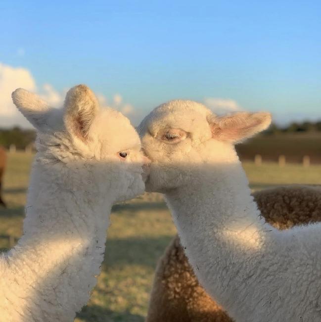 Foto dell'azienda per Piani degli Alpaca