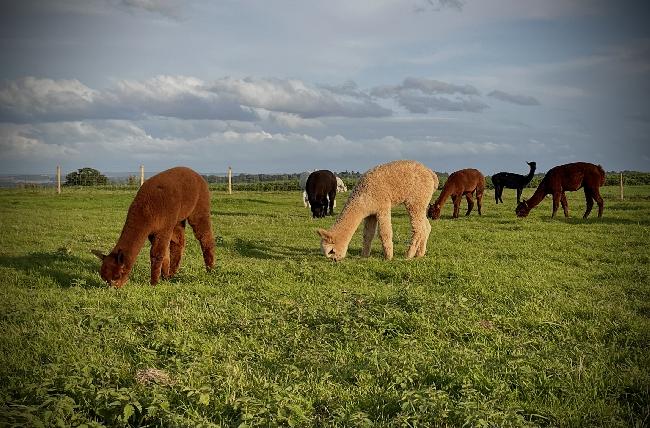 Farm photo for Frankly Alpacas