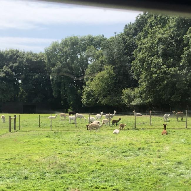 Farm photo for Hollin Moor Alpacas