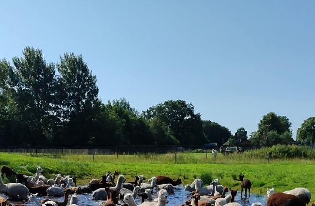 Foto boerderij voor Alpaca Groningen