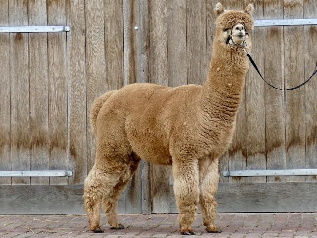 AlpacaSeller Alpakas zu Verkaufen Alpaka Z chter