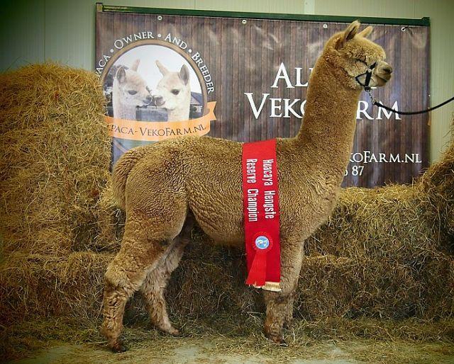 AlpacaSeller Alpakas zu Verkaufen Alpaka Z chter